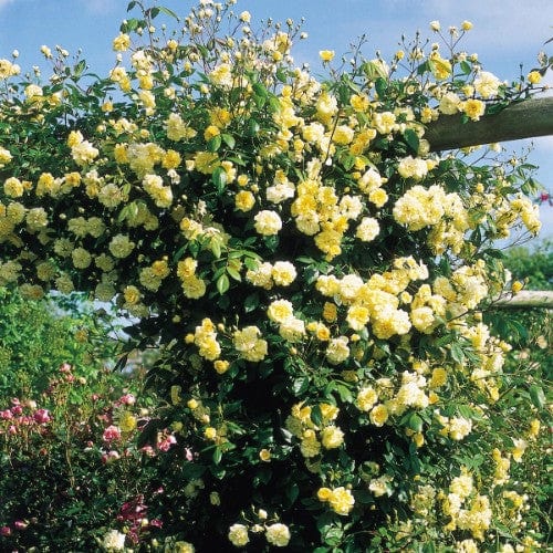 Malvern Hills - David Austin Rose