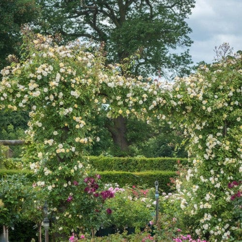 Malvern Hills - David Austin Rose