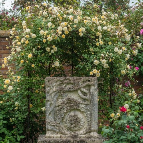 Malvern Hills - David Austin Rose