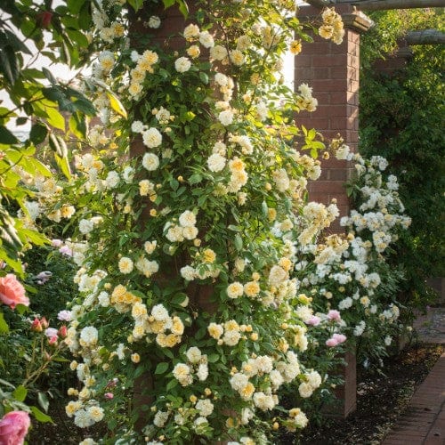 Malvern Hills - David Austin Rose