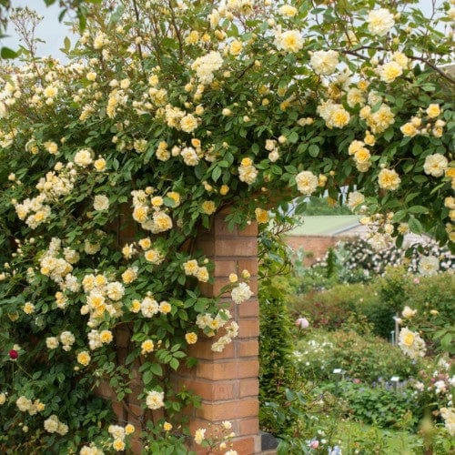 Malvern Hills - David Austin Rose