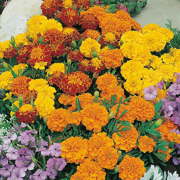 Marigold Bonita Mix - Mr. Fothergill's Seeds