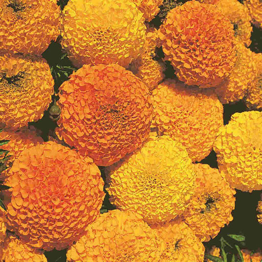 Marigold Crackerjack Jumbo Pack - McKenzie Seeds 