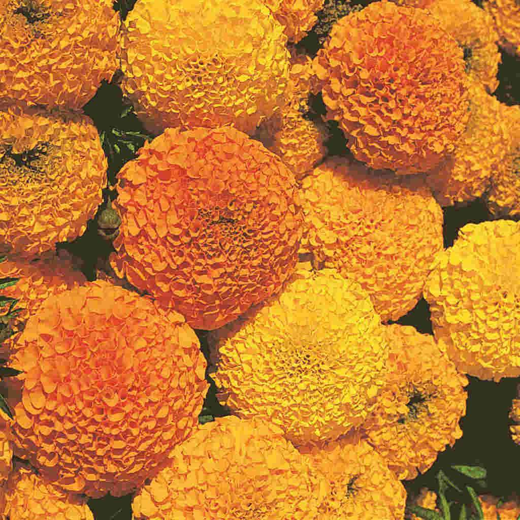 Marigold Crackerjack - McKenzie Seeds 