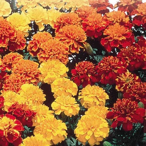 Marigold Hero Mix - McKenzie Seeds