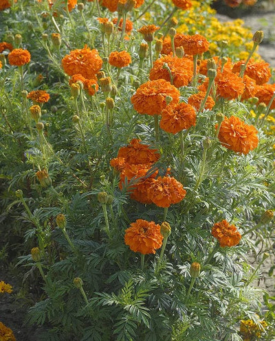 Marigold Kees' Orange - West Coast Seeds