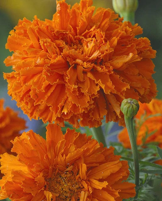 Marigold Kees' Orange - West Coast Seeds