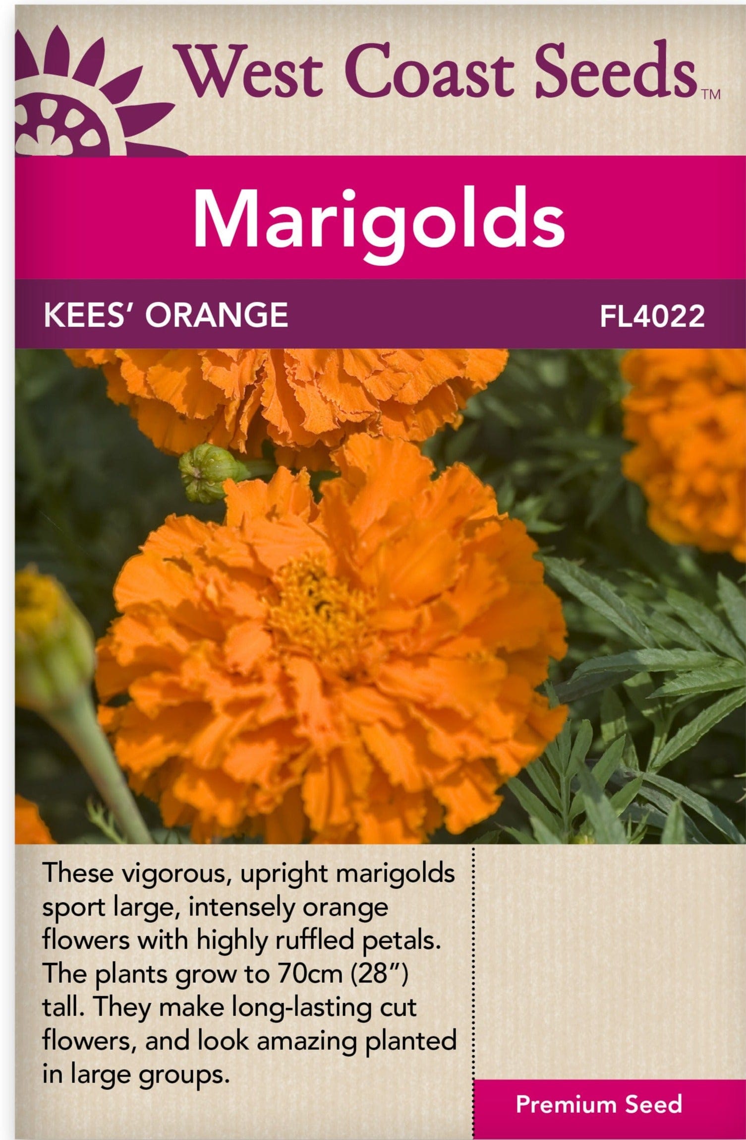 Marigold Kees' Orange - West Coast Seeds