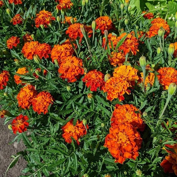 Marigold Orange Tagetes - Saanich Organics Seeds