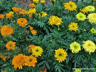 Marigold Spinning Wheels - Renee's Garden