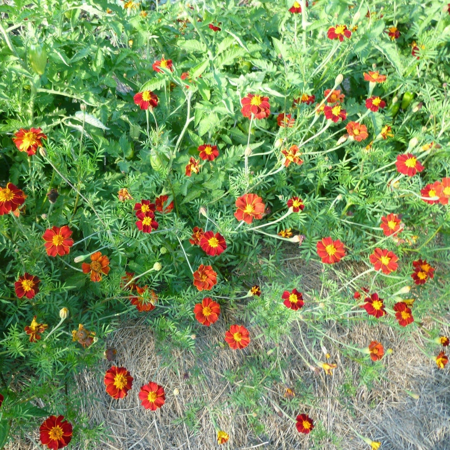 Marigold Taj Mahal - Salt Spring Seeds