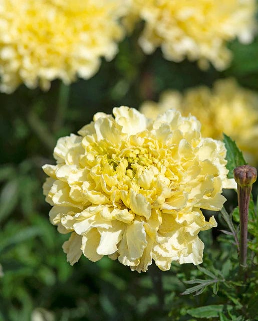 Marigold White Sugar & Spice - West Coast Seeds