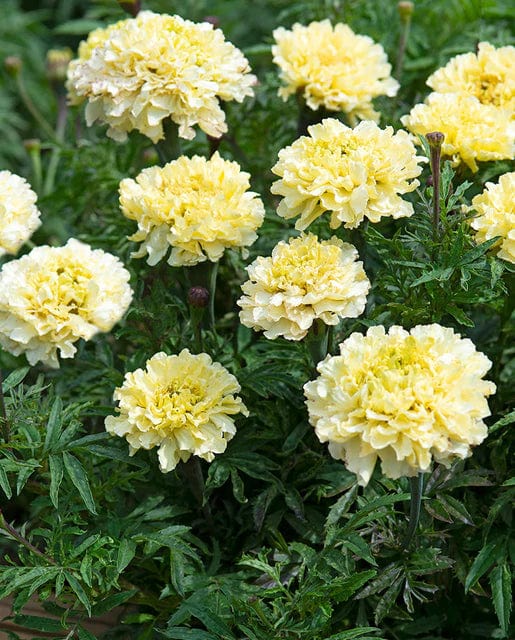 Marigold White Sugar & Spice - West Coast Seeds