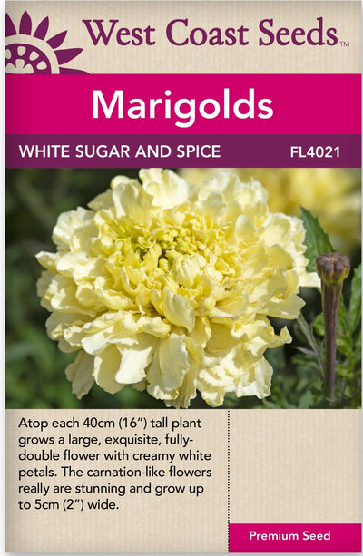 Marigold White Sugar & Spice - West Coast Seeds