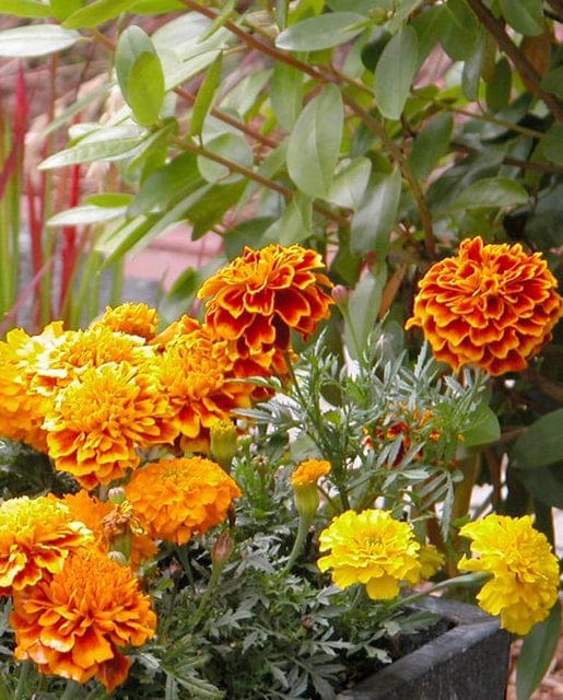 Marigolds Brocade - West Coast Seeds