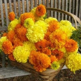 Marigolds Orange & Yellow Beast - Renee's Garden – Wildwood