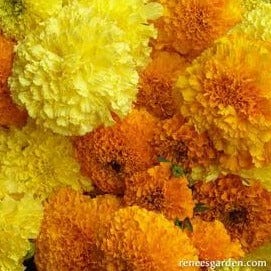 Marigolds Orange & Yellow - Renee's Garden Seeds