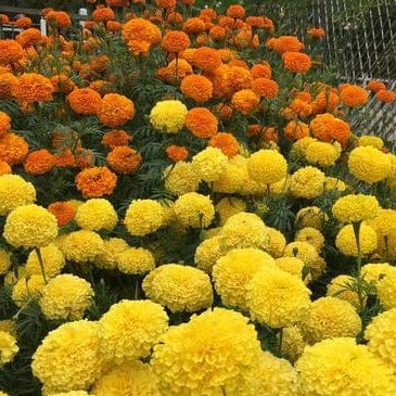 Marigolds Orange & Yellow - Renee's Garden Seeds