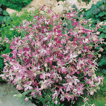 Matthiola Night Scented Stock - Mr. Fothergill's Seeds