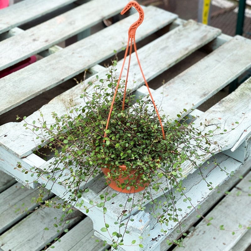 Medium Wire Vine Hanging Basket 