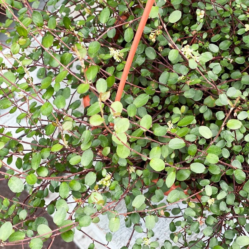 Medium Wire Vine Hanging Basket 