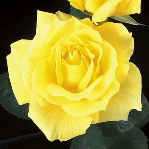 Mellow Yellow - Weeks Rose