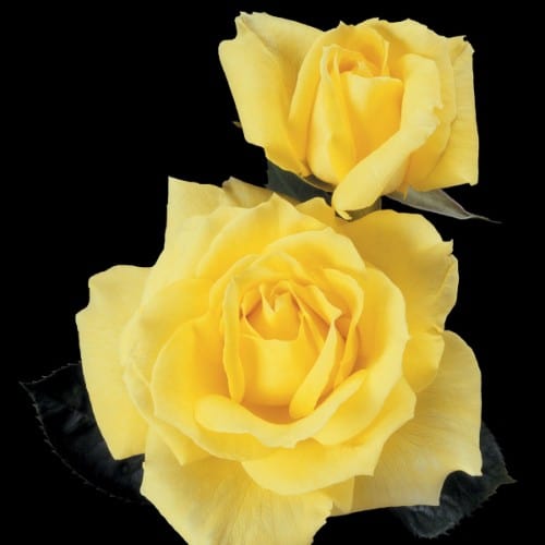 Mellow Yellow - Weeks Rose