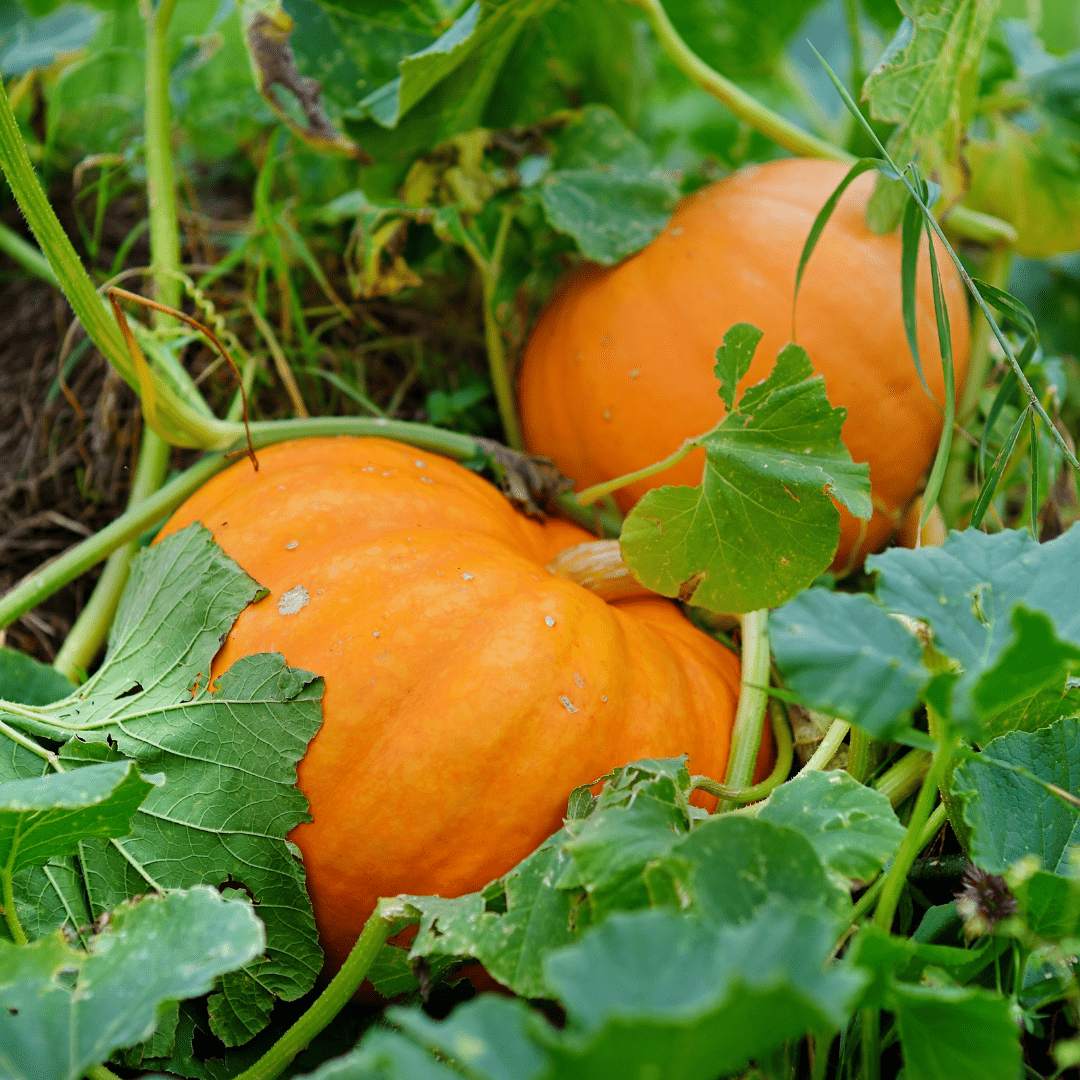 Melon Hope - Salt Spring Seeds