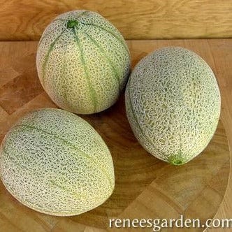 Melon Melone Retato Degli Ortolani - Renee's Garden Seeds