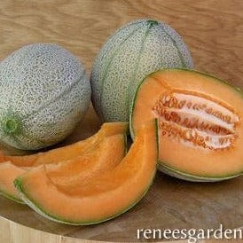 Melon Melone Retato Degli Ortolani - Renee's Garden Seeds