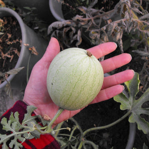 Melon Minnesota Midget - Salt Spring Seeds