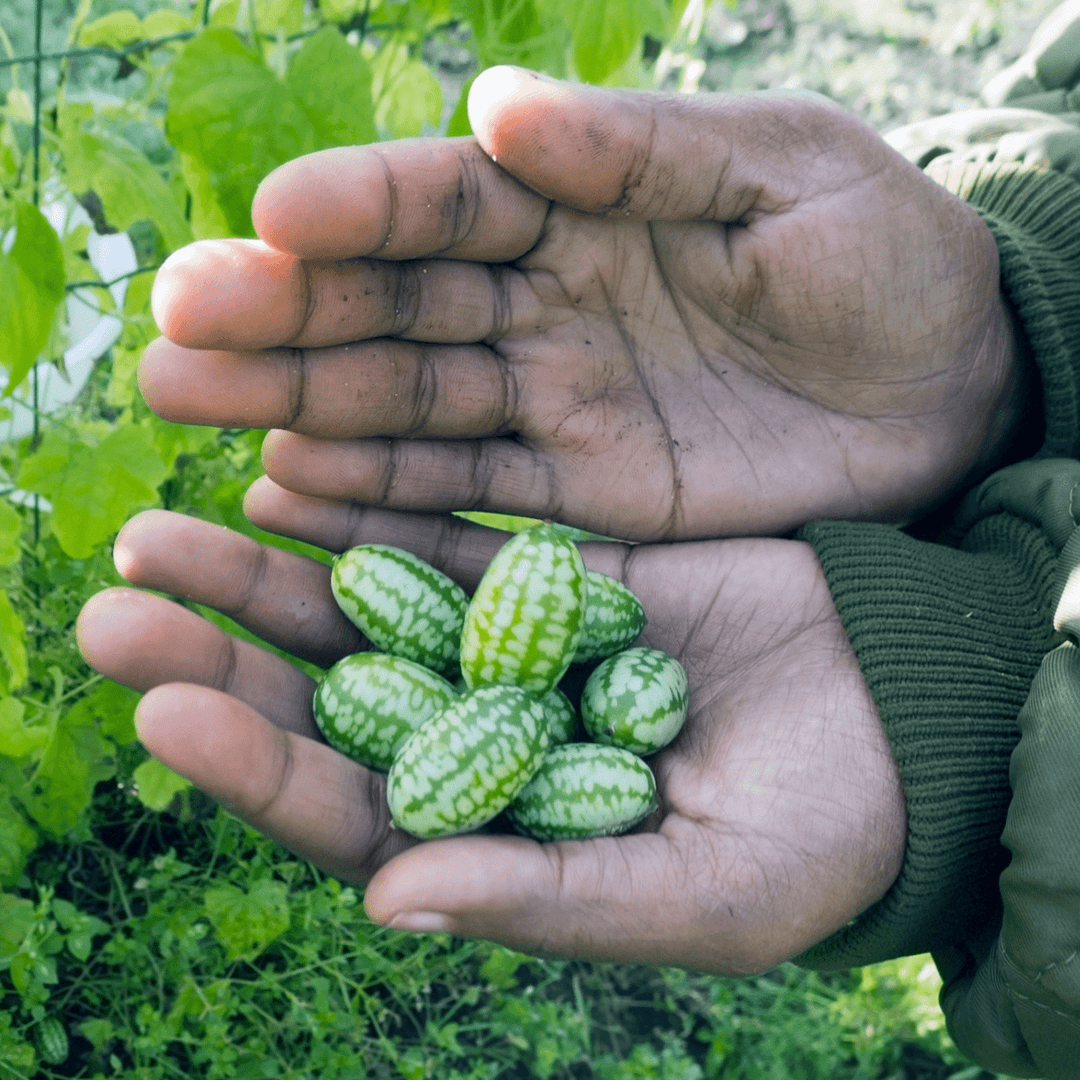 Melon Mouse Melon - Salt Spring Seeds