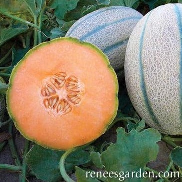 Melon Napoli - Renee's Garden Seeds