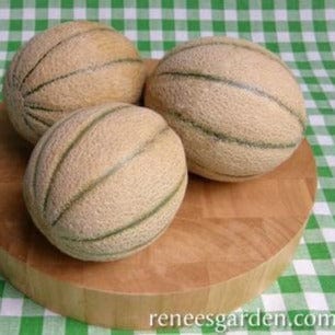 Melon Napoli - Renee's Garden Seeds