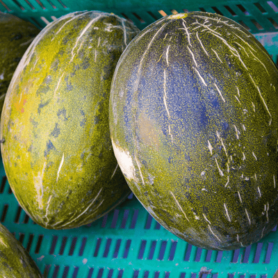 Melon Noir des Carmes - Salt Spring Seeds