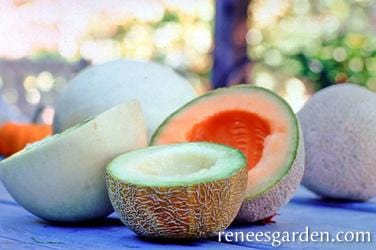 Melons Three Flavor - Renee's Garden Seeds
