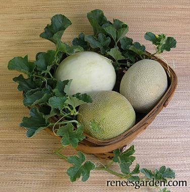 Melons Three Flavor - Renee's Garden Seeds