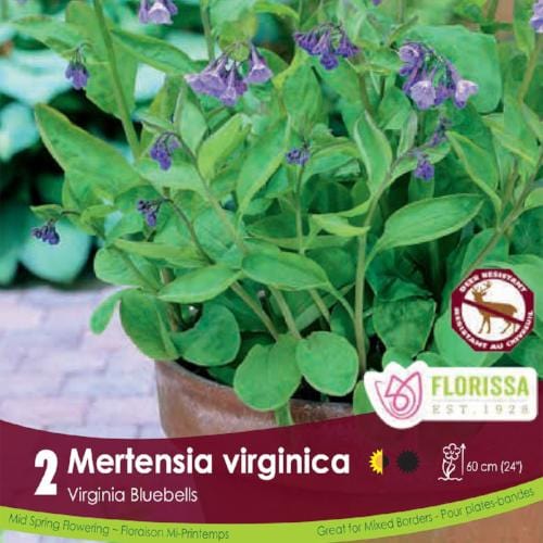 Mertensia Virginica Virginia Bluebells Spring Bulb