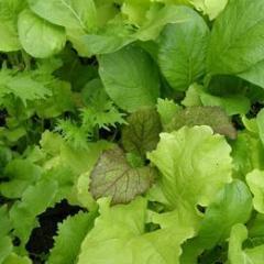 Mesclun Asian Baby Leaf - Renee's Garden