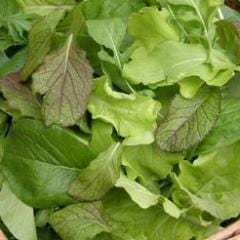 Mesclun Asian Baby Leaf - Renee's Garden