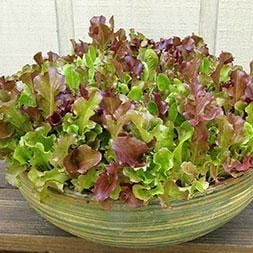 monet garden seeds Mesclun Monet's Garden