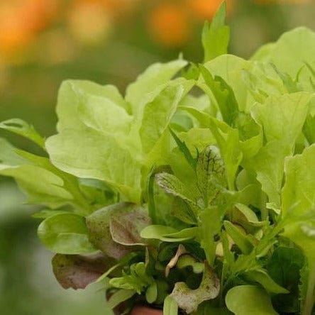 Mescluns Saladini Blend - West Coast Seeds