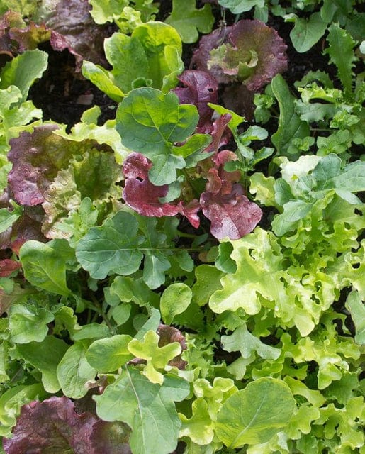 Mescluns West Coast Market Blend - West Coast Seeds