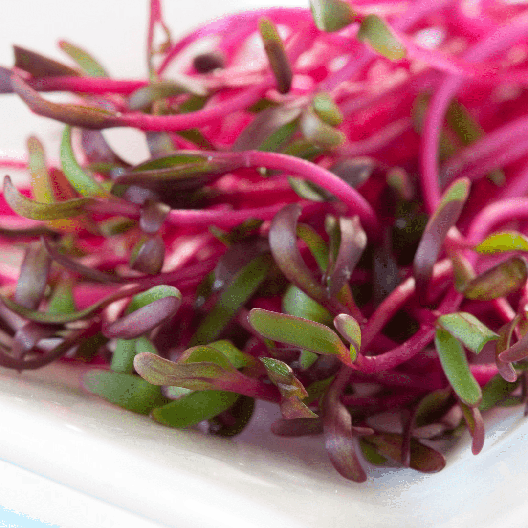 Microgreen Beet Bulls Blood - Mr. Fothergill's