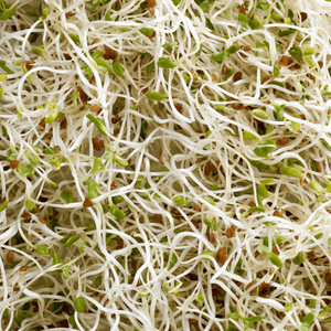 Microgreens Alfalfa - Mr.Fothergill's Seeds