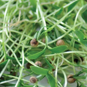 Microgreens Coriander Cilantro - Mr. Fothergill's Seeds
