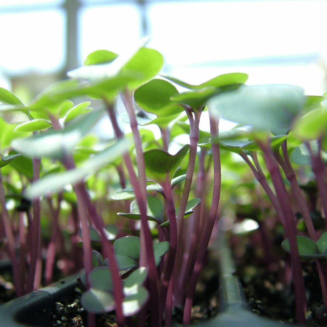 Microgreens Hot Mix, Sow Easy - McKenzie Seeds