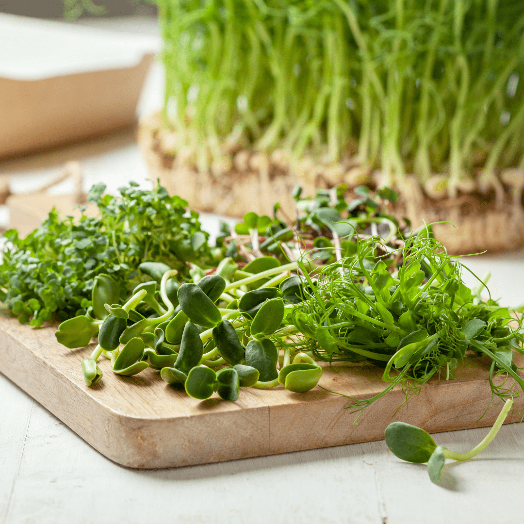 Microgreens Mixed Leaves Gourmet Garnish - Mr. Fothergill's Seeds