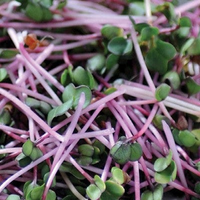 Microgreens Radish Leaf - Mr. Fothergill's Seeds