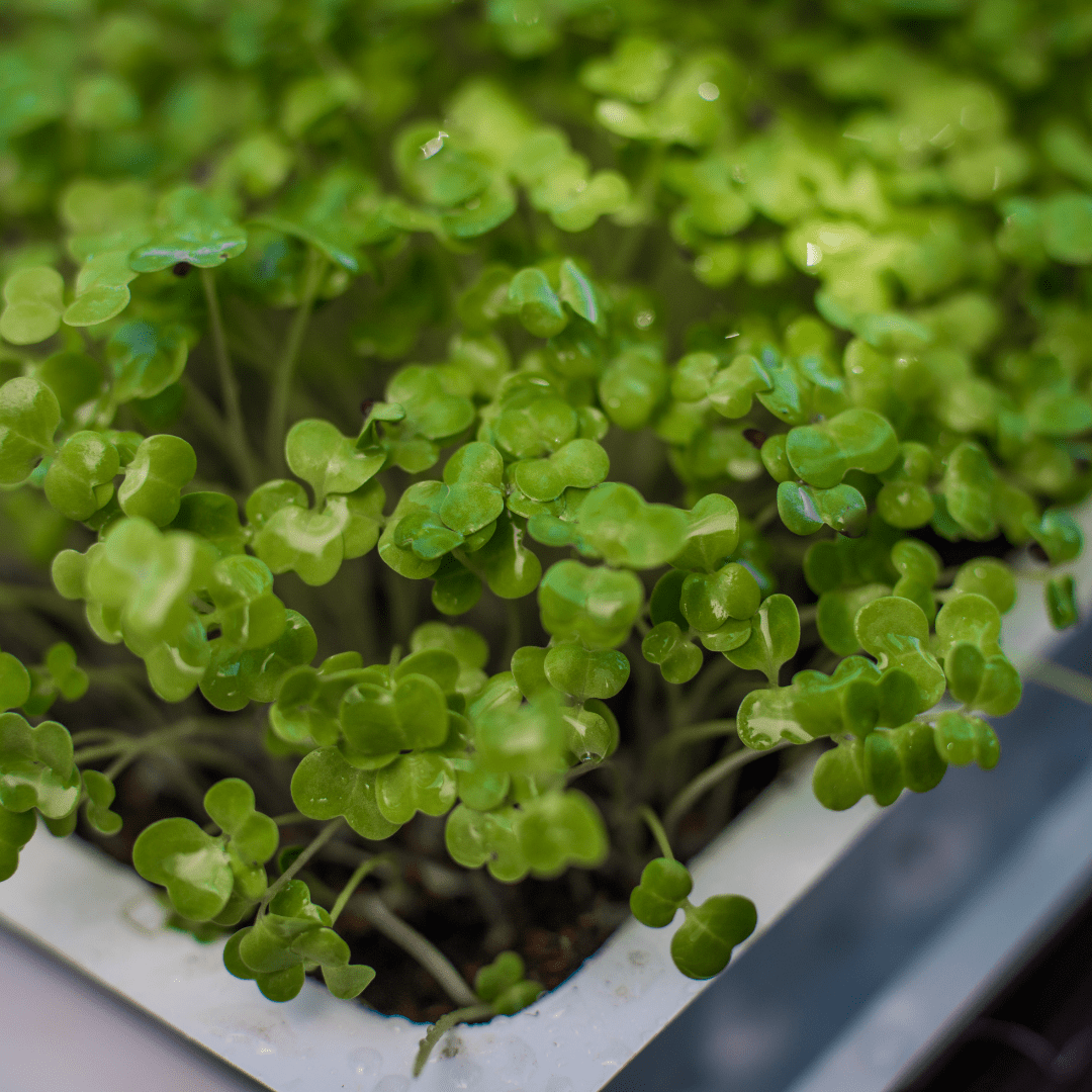 Microgreens Rocket - Mr. Fothergill's Seeds